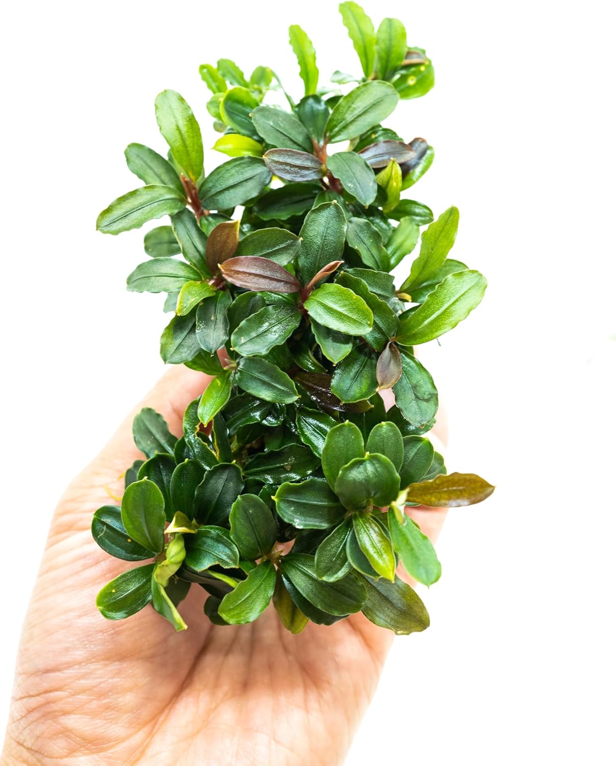 Bucephalandra Live Aquarium Plant Collection - Rare Aquatic Plants for Lush Aquarium Scapes, Natural Freshwater Fish Tank Decorations, Ideal Gift for Aquarists (Bucephalandra Pad (10+ Plants))