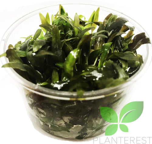 (Cryptocoryne Tropica) Cryptocoryne Assorted Tissue Culture Cup Freshwater Live Aquarium Plants Decoration BUY2GET1FREE