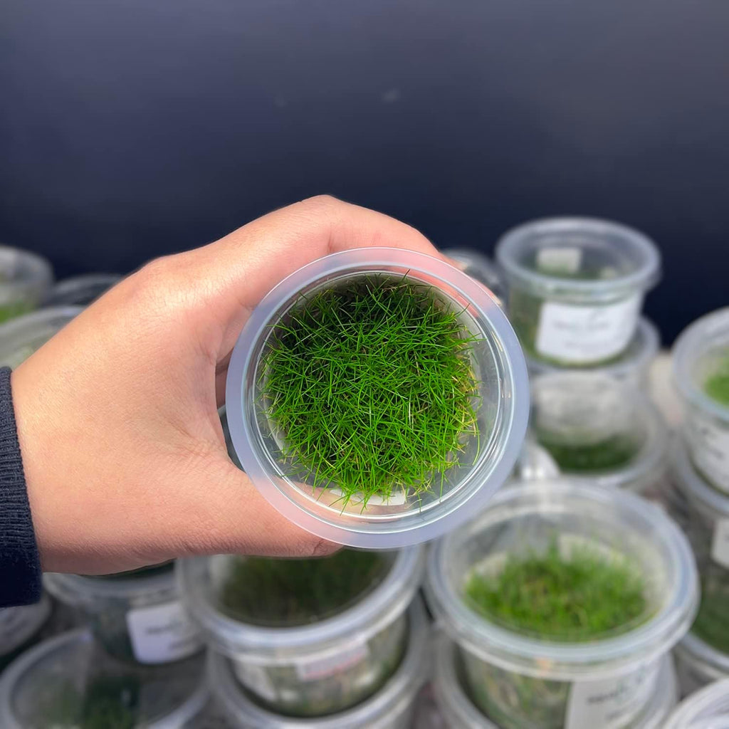 SubstrateSource Live Plant - Dwarf Hairgrass Eleocharis Belem Tissue Culture Aquatic Live Aquarium Plant - 100% Snail Free in Vitro Cup (Dwarf Hairgrass)