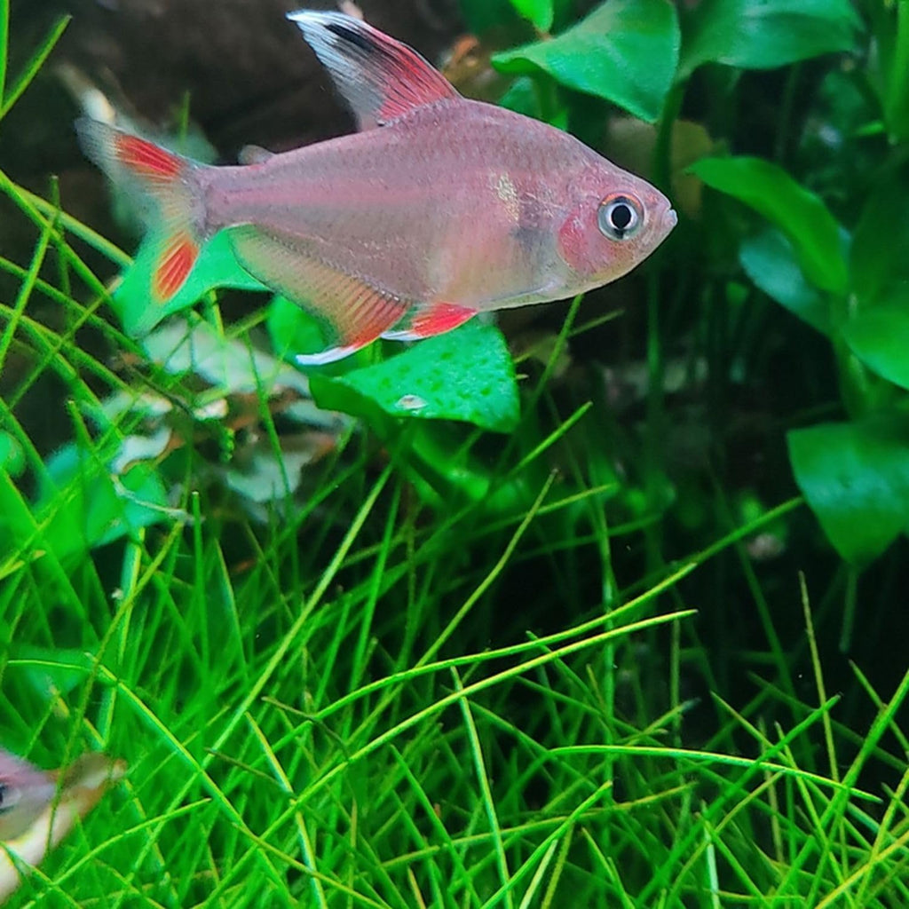 Dwarf Hairgrass Eleocharis Sp 1 Mini Tissue Culture Cup Freshwater Live Aquarium Plants Decoration BUY2GET1FREE