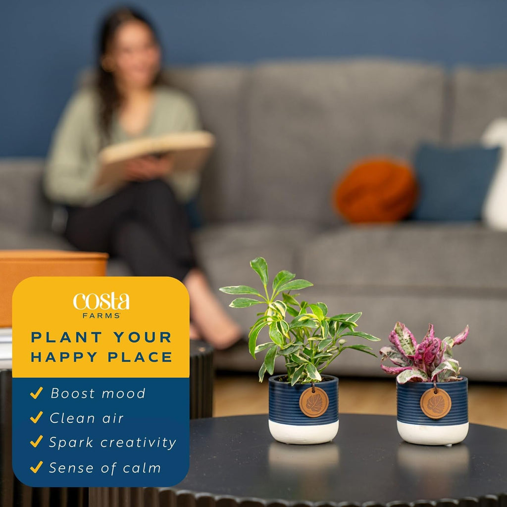 Costa Farms Live Plants (Pack of 20), Easy to Grow Live Indoor Houseplants in 2.5-Inch Plant Pots, Hand-Selected Varieties, Home and Room Decor