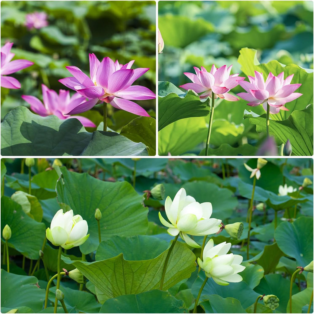 10Pcs Pre-Cut Water Lotus Seeds, High Germination Bowl Lotus (Pink/Red/Green) - Premium Aquatic Plants for Ponds & Bonsai