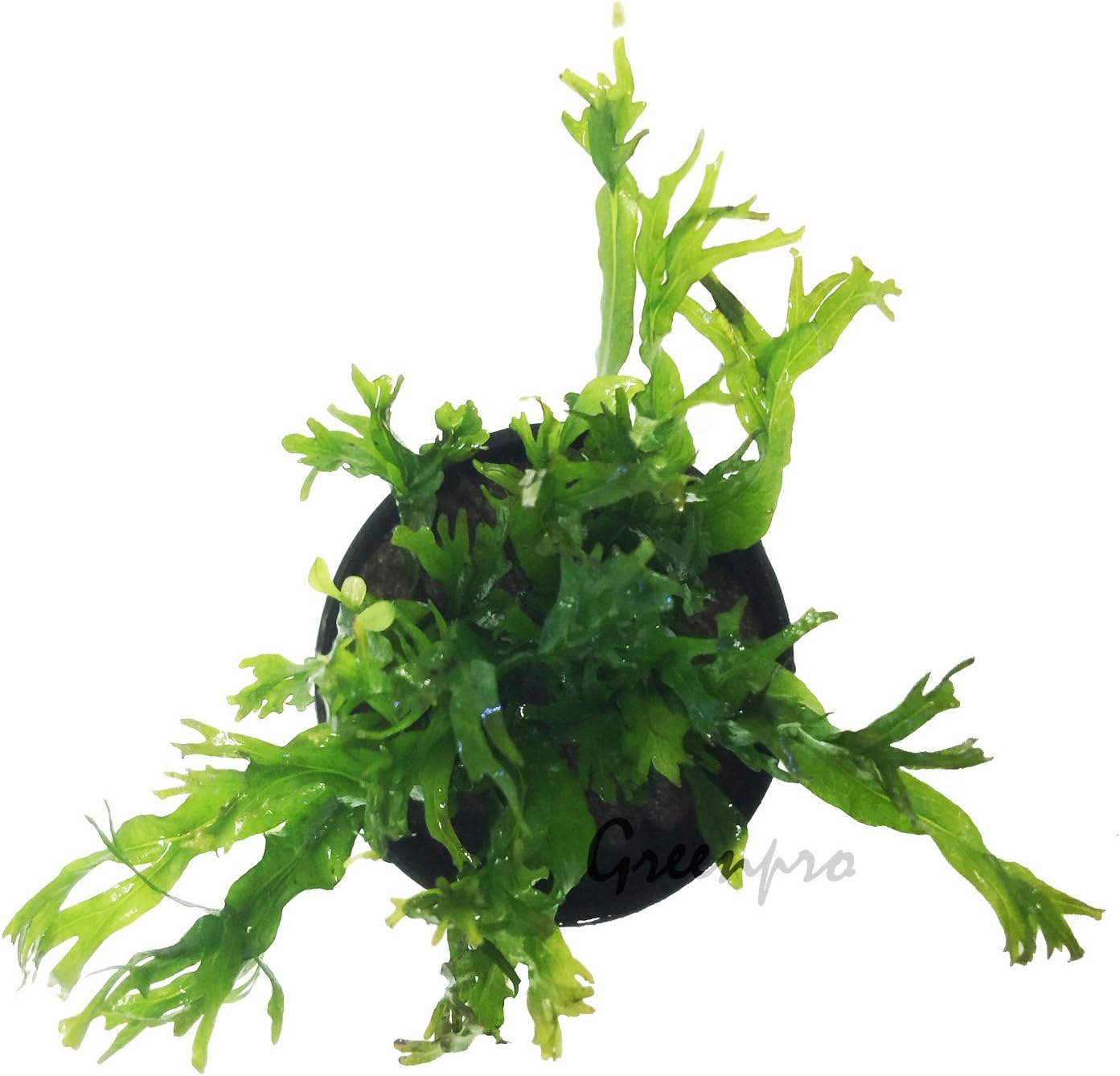 3 Water Fern Package Bolbitis | Windelov | Pteropus Hardy Leaf Live Potted Aquarium Plants for Freshwater Fish Tank by Greenpro