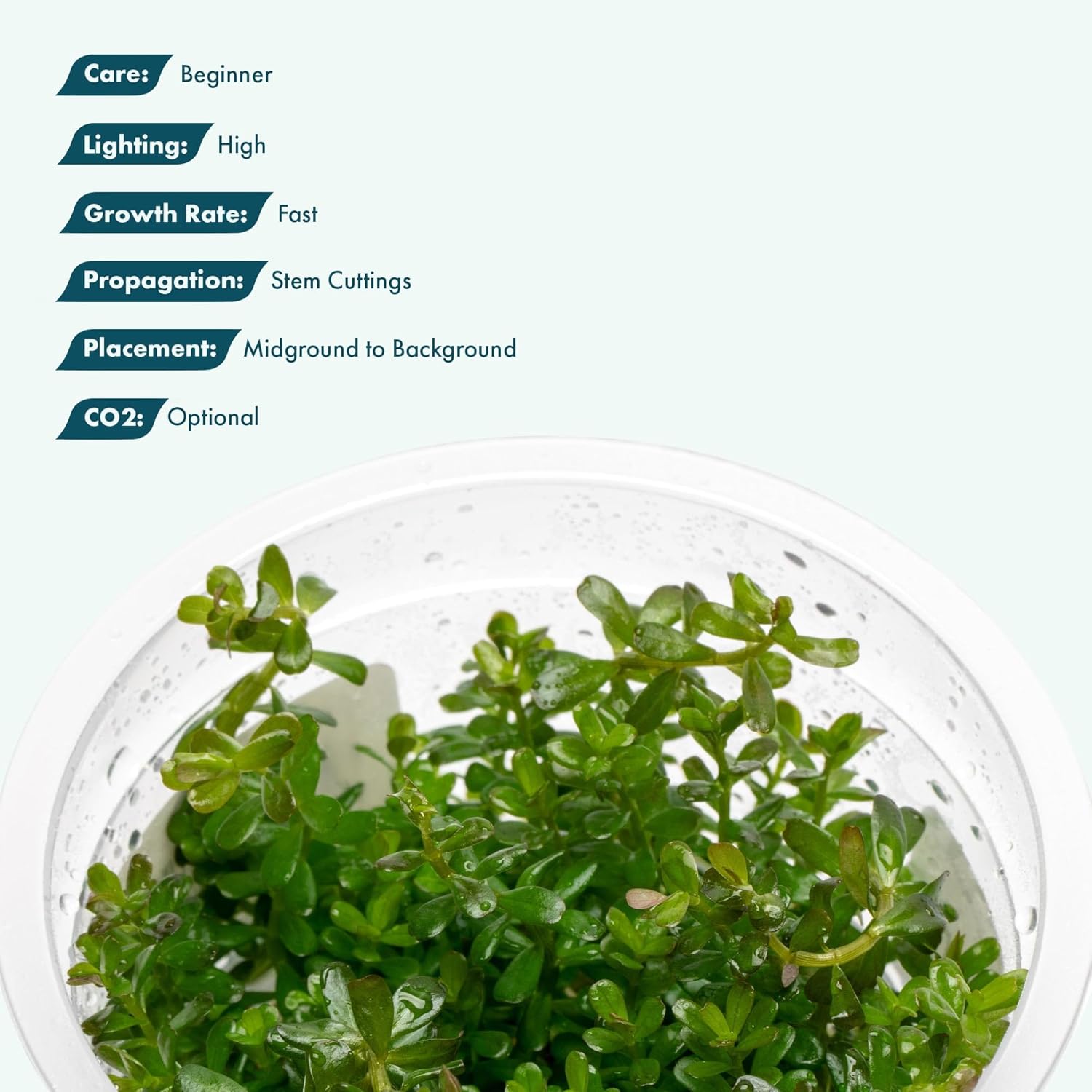 SubstrateSource Live Plants – Rotala sp. 'Myanmar' – High Light, Greenish-Red to Golden-Red Accent Freshwater Aquatic Stem Plant, Midground to Background Placement – Tissue Culture, 1 Pack