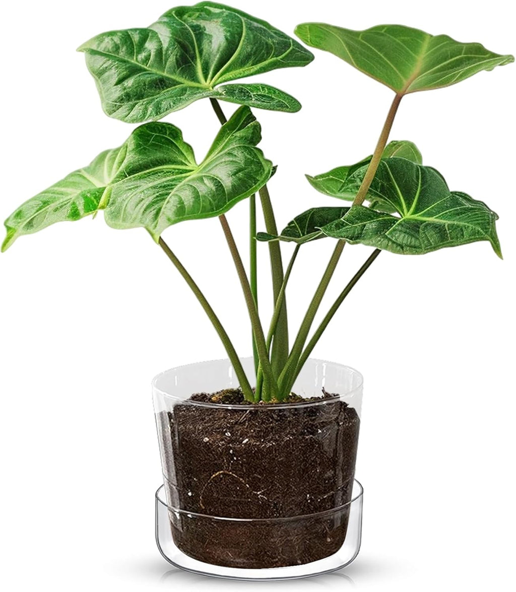 Sheer Glass Pot Planter with Drainage Holes & Tray - Decorative & Modern for All House Plants (6 Inches)