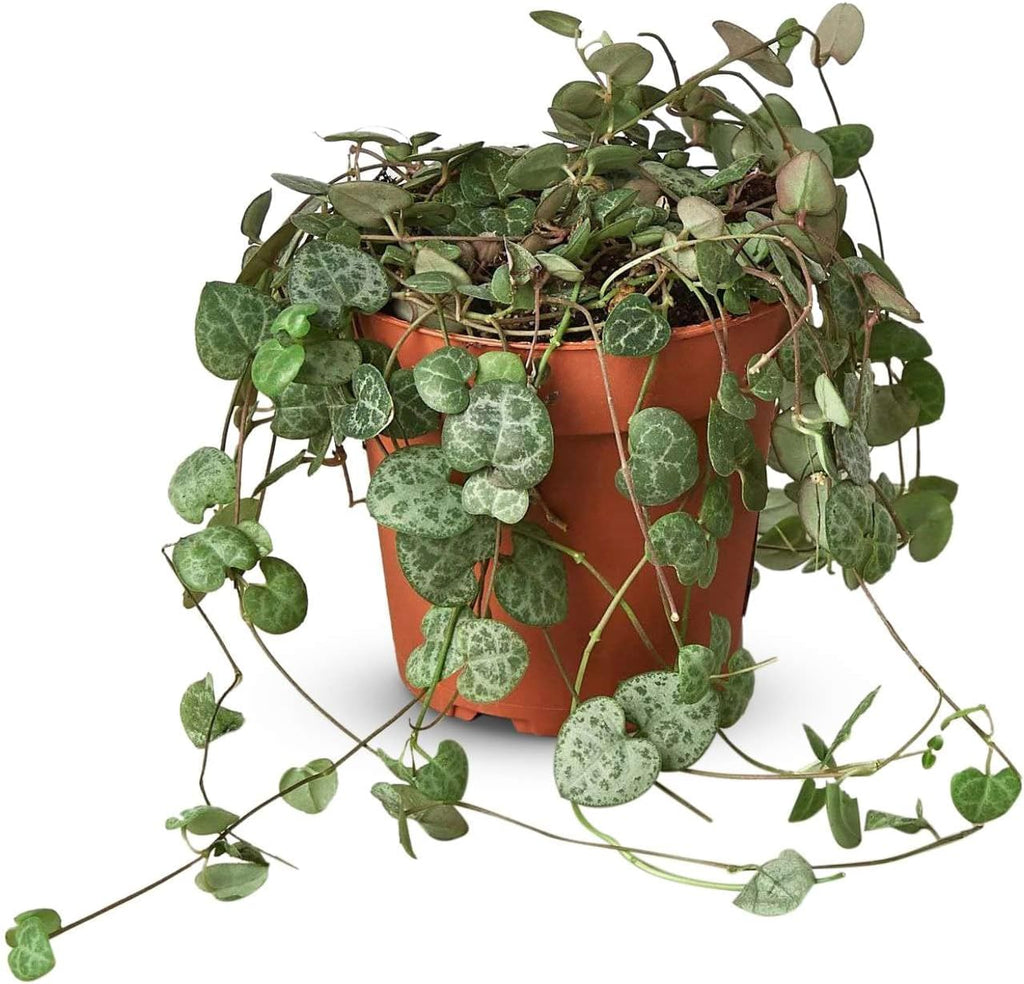 String of Hearts Variegated Live Plant for Indoor | Different Houseplants in 4'' & 6'' Pot | Real House Plant for Living Room, Office, Desk & Bathroom | Ceropegia woodii