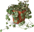 String of Hearts Variegated Live Plant for Indoor | Different Houseplants in 4'' & 6'' Pot | Real House Plant for Living Room, Office, Desk & Bathroom | Ceropegia woodii