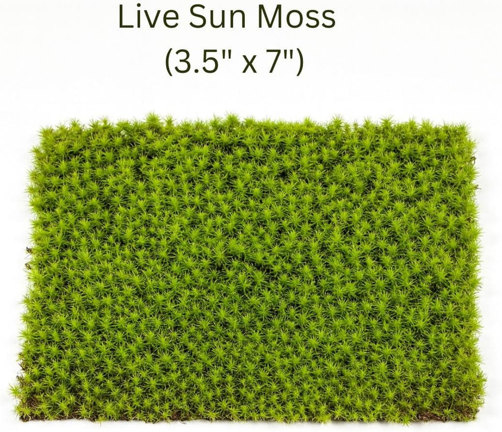 Live Moss Mat Terrarium Pack (3-Species Variety Pack) | Each Mat is 3.5"x7" | Three Different Living Moss Sheets for Terrariums, Vivariums & Bonsai
