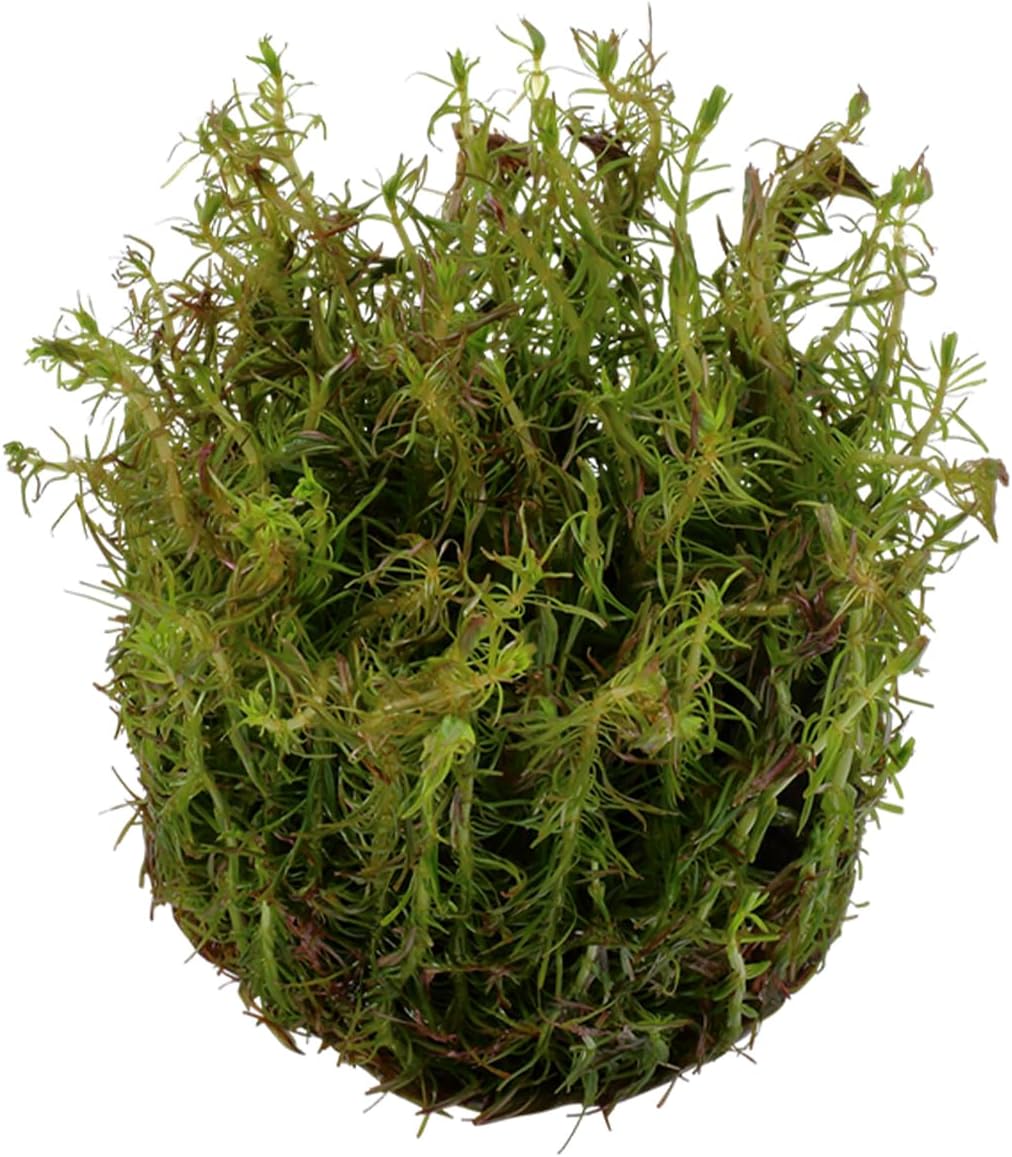Live Aquarium Rotala Wallichii Plant - Highly Sought & Absorb Wastes - Easy to Maintain - Promote High Water Quality - Bunch 3-5 Stems