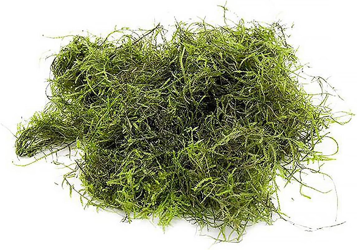 SubstrateSource Java Moss Live Aquarium Plant - Freshwater Fish Tank Decorations for Natural Decor (Large Cup)