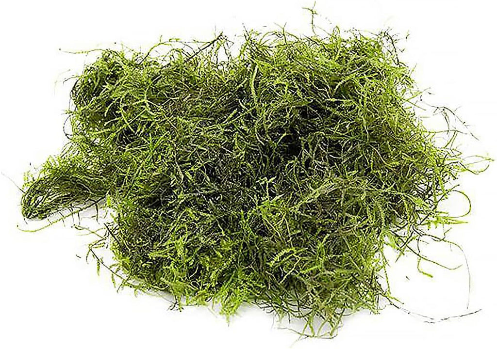 SubstrateSource Java Moss Live Aquarium Plant - Freshwater Fish Tank Decorations for Natural Decor (Golf Ball)
