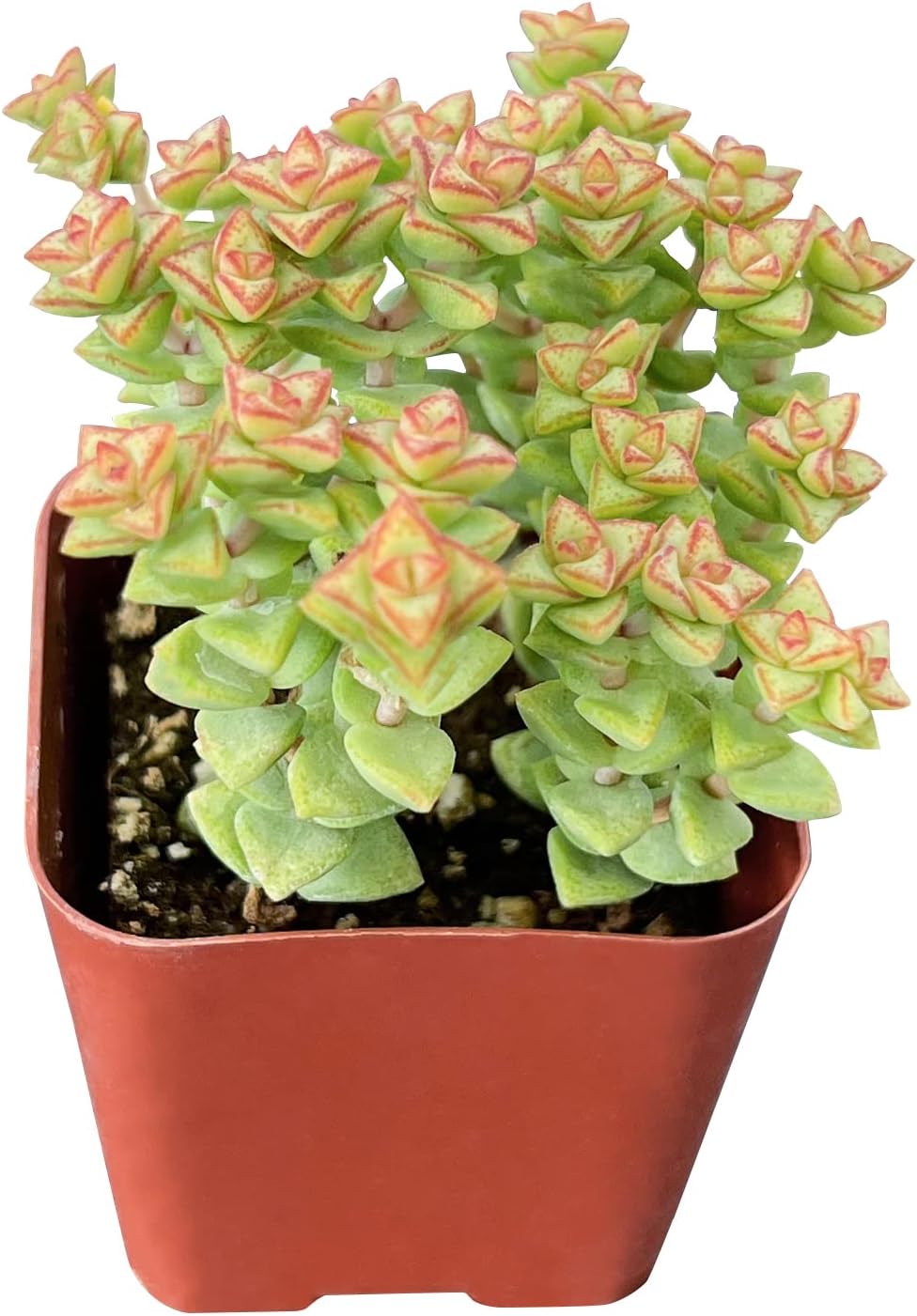 Sprout N Green Crassula Succulent Collection, 3 Live Succulent Plant Fully Rooted in 2inch Starter Pot, Home Office Indoor Outdoor Wedding Decoration DIY Projects Party Favor