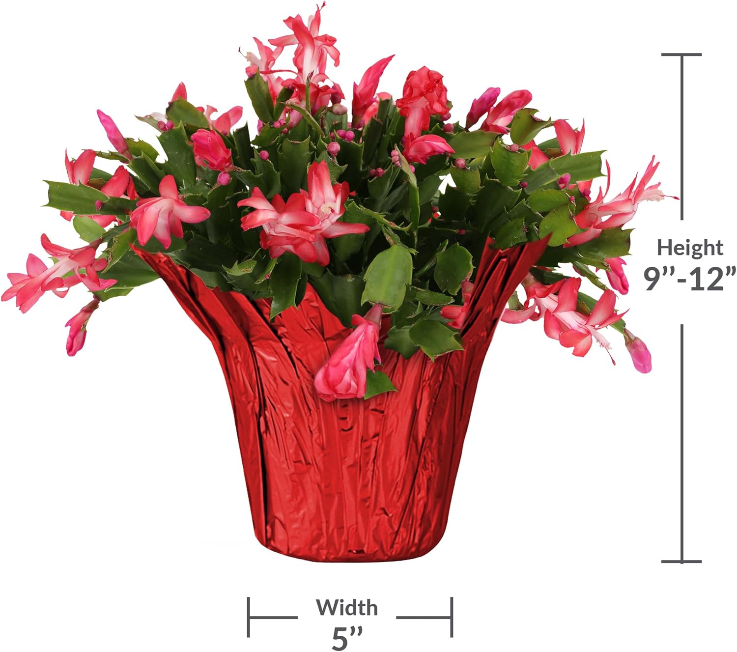 Green Circle Growers 6-Pack Live Christmas Cactus Plants in Red Pot Covers – Festive Holiday Décor & Gift