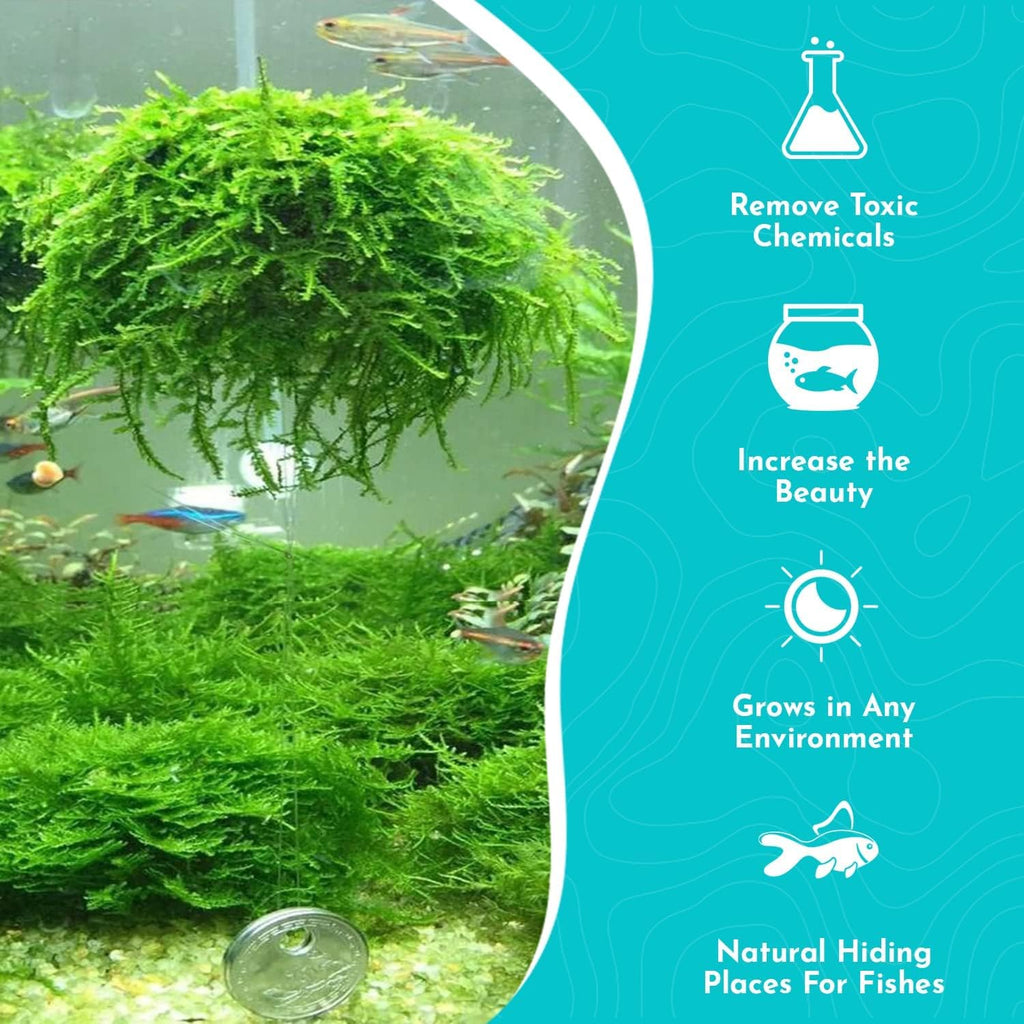 3X Java Moss Taxiphyllum Barbieri Portions