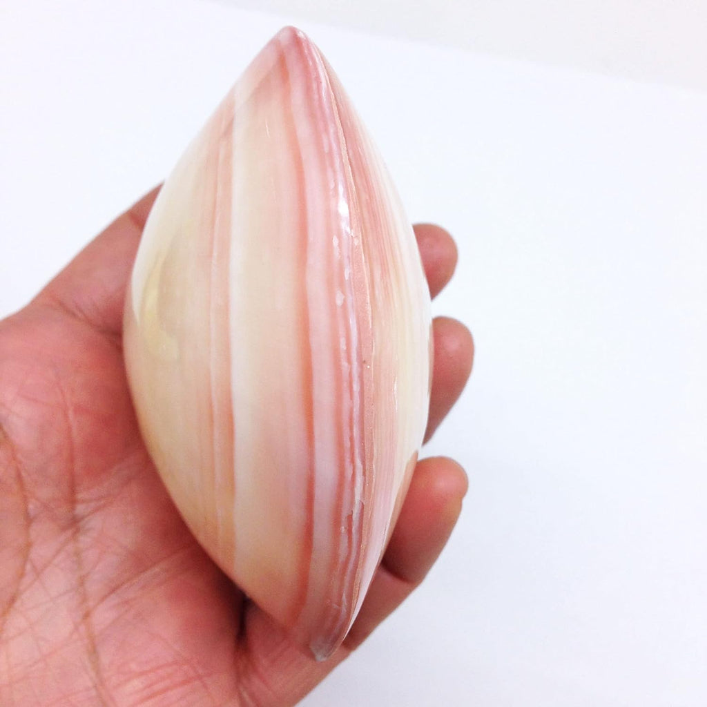 PEPPERLONELY 3 Pairs Polished Tiger Clam Sea Shells, 2 Inch ~ 3 Inch