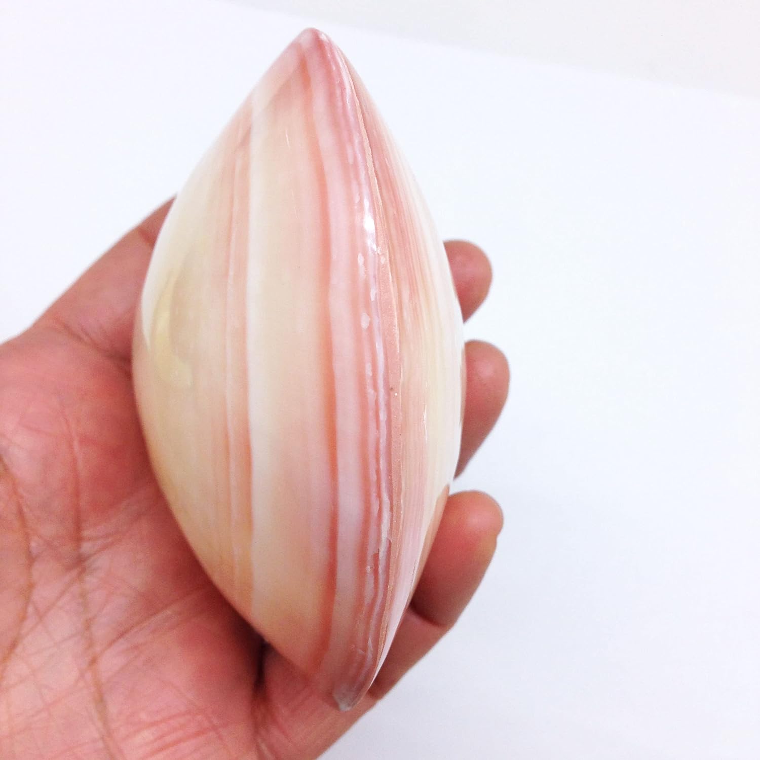 PEPPERLONELY 3 Pairs Polished Tiger Clam Sea Shells, 2 Inch ~ 3 Inch