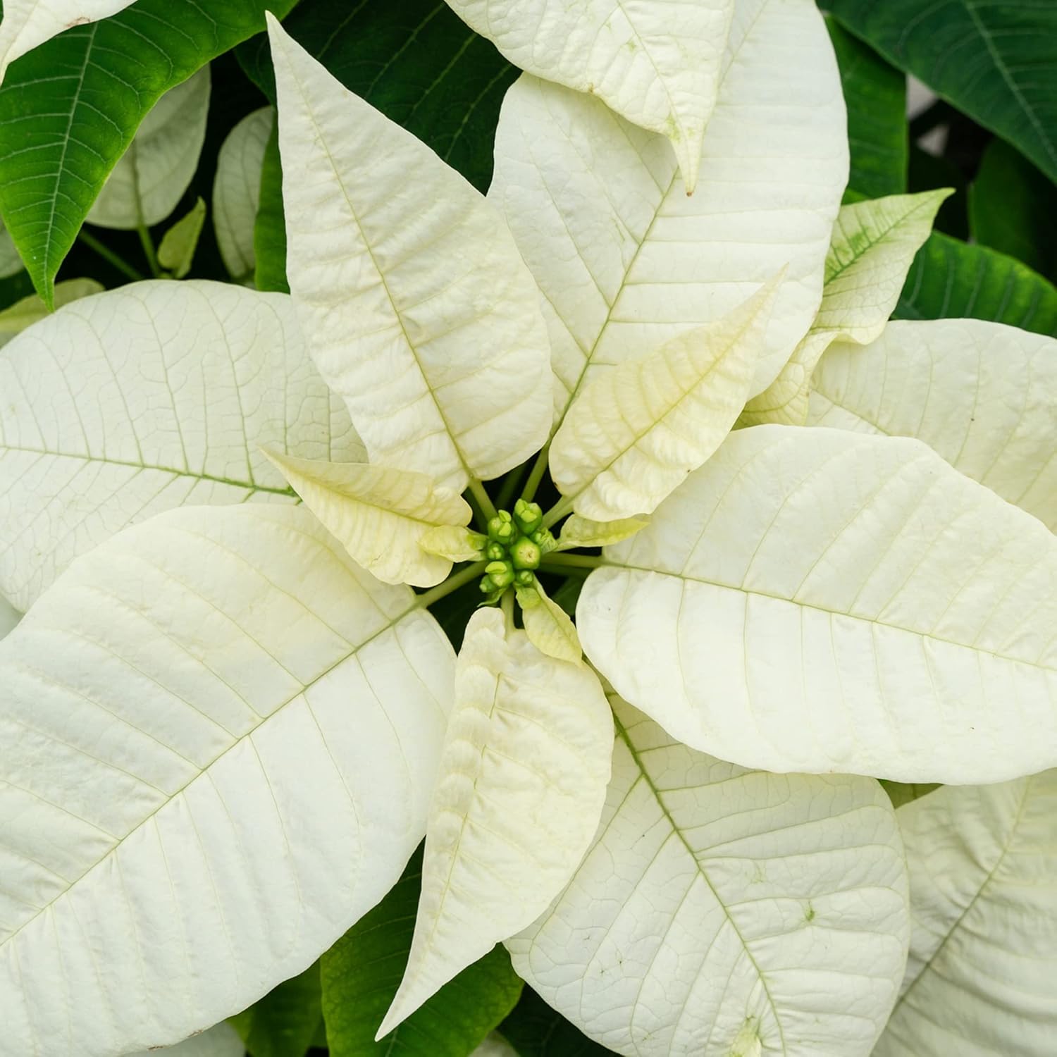 Green Circle Growers White Poinsettia Live Plant in 6" Grower Pot with a Gold Pot Cover, House Plant