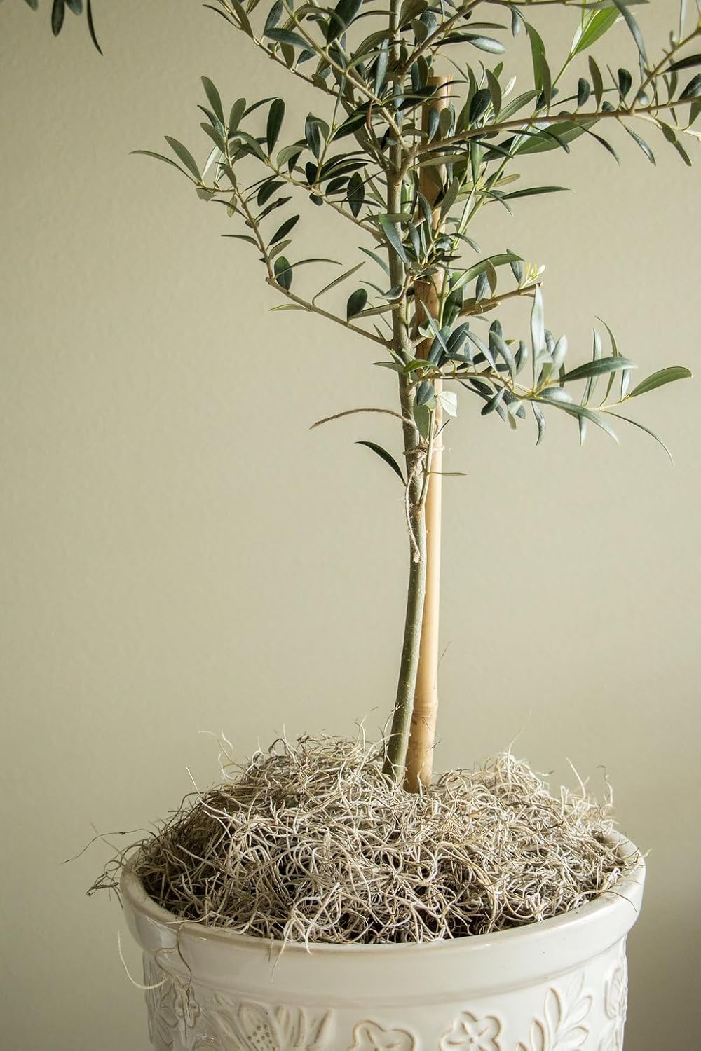 Quality Growers - Mr. Big Fresh Spanish Moss (The Plumper Spanish Moss) - Crafts, Home Decor, Art, Design & DIY Projects - Non-Toxic - Made in USA - Natural, Box