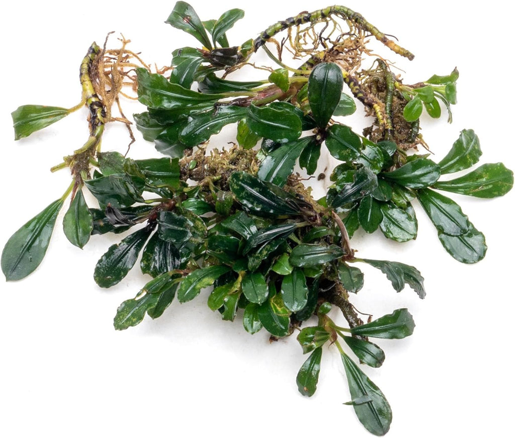 SubstrateSource Bucephalandra Arrogant Blue Live Aquarium Plant - Natural Freshwater Fish Tank Decorations and Aquatic Decor (Plant (6-10 Leaves))