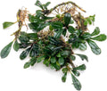 SubstrateSource Bucephalandra Arrogant Blue Live Aquarium Plant - Natural Freshwater Fish Tank Decorations and Aquatic Decor (Plant (6-10 Leaves))