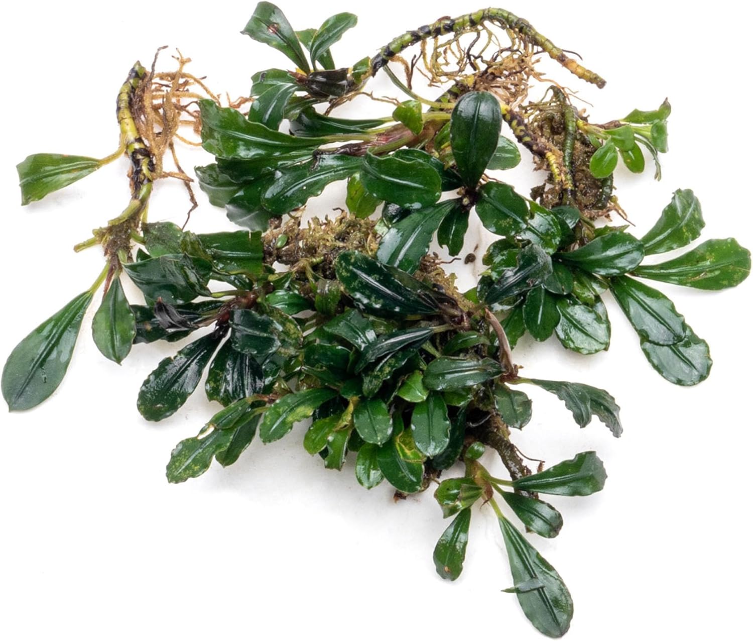 SubstrateSource Bucephalandra Arrogant Blue Live Aquarium Plant - Natural Freshwater Fish Tank Decorations and Aquatic Decor (Plant (6-10 Leaves))