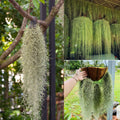 Spanish Moss Plant Live, Tillandsia Air Plants, Spanish Moss Clump 10" Tall, Air Plant Decoration for Terrariums, Trees and Home Decoration