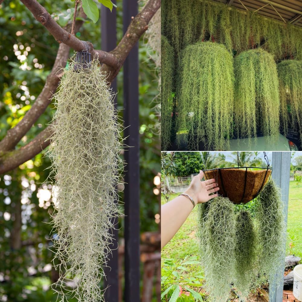 Spanish Moss Plant Live, Tillandsia Air Plants, Spanish Moss Clump 10" Tall, Air Plant Decoration for Terrariums, Trees and Home Decoration