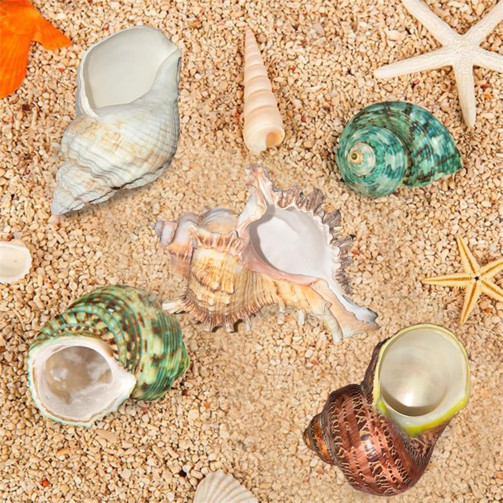 5PCS Large Hermit Crab Shells | Natural Sea Conch Shells Size 2.8" - 4", Opening Size 1.2" - 2.3" | Turbo Seashells for Hermit Crab Supplies and Fish Tank Decoration and live hermit crab accessories