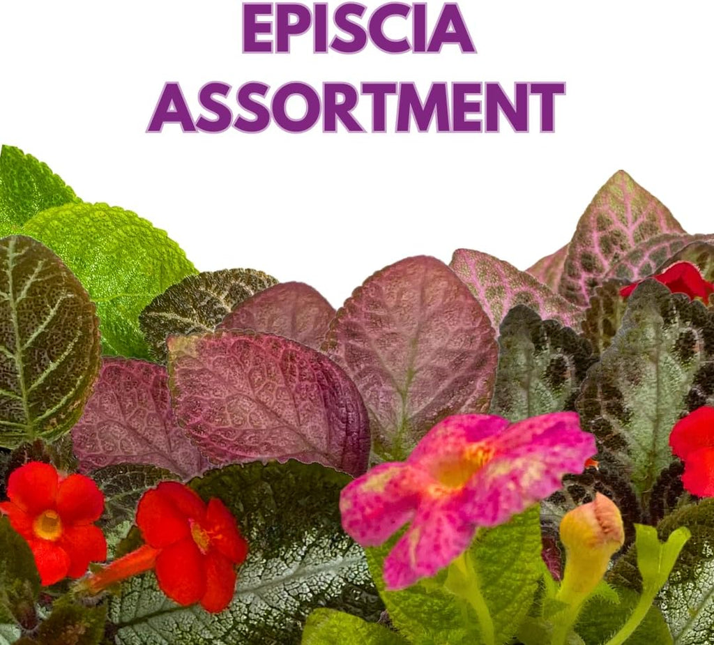 BubbleBlooms Flame Violet, Episcia Cupreata Assortment Set 2 inch pots 3 Different Velvet Plants, Tiny Mini Pixie Plant