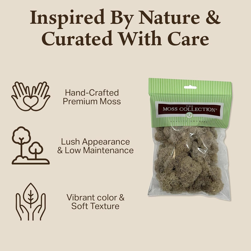 Quality Growers - Preserved Reindeer Moss - Moss for Crafts, Home Decor, Art, Design & DIY Projects - Non-Toxic - USA Made (Natiural, Small, 2-Pack)