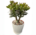 Dwarf Jade with White Stripe Pot, Live Crassula Ovata Crosby's Compact, Rare Cute Succulent Plant in 4" Planter, Home Office Décor