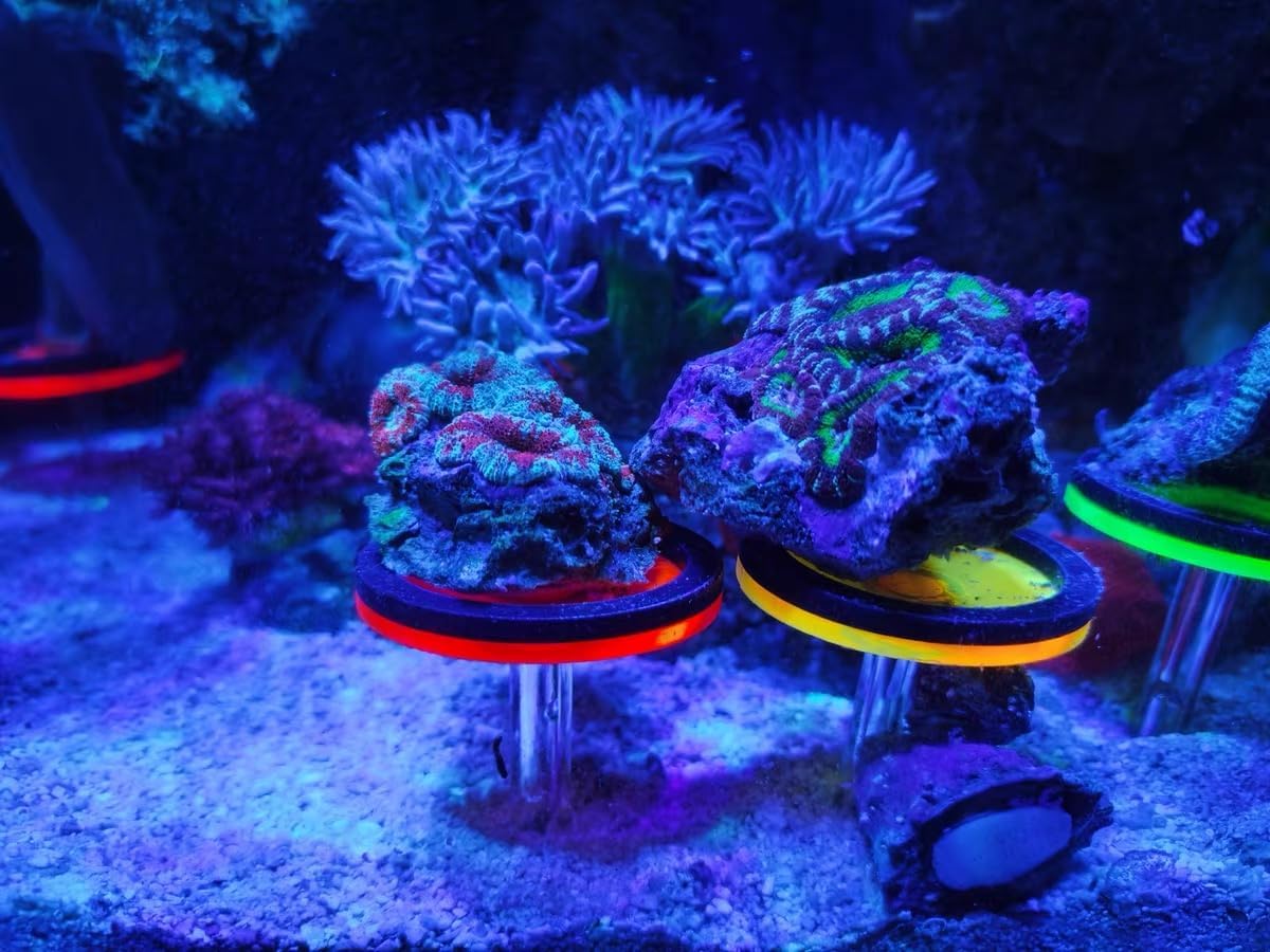 Live Coral Reef frag Rack，frag Plugs Holder for Coral，Fluorescent Acrylic Coral frag Bracket，This Set Contains 8 columnar Acrylic Holders and 8 White Premium Ceramic Bases