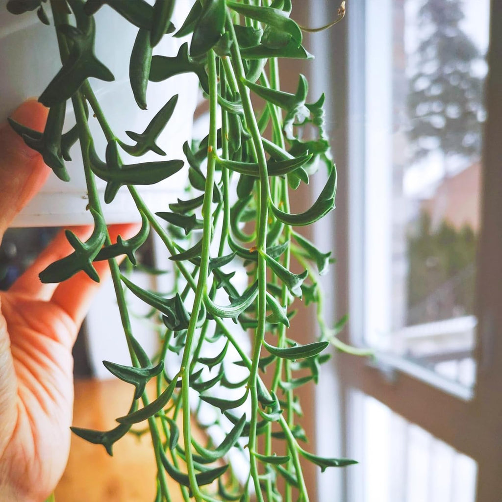 String of Dolphins in 4 inch Nursery Planter, Live Succulent Plant Fully Rooted in Pots with Soil, Rare House Plant for Home Office Wedding Decoration DIY Projects Party