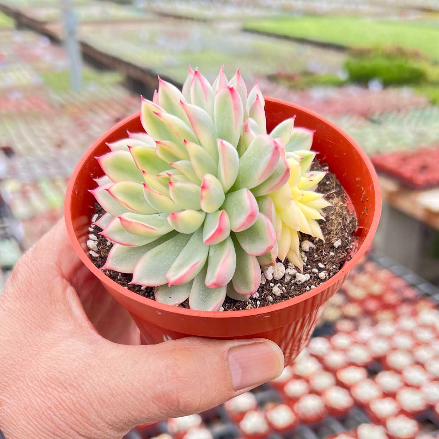 Live Succulent Plants (Echeveria Mebina Variegated), Easy Care Houseplant for Home and Office Decor, Great Gift for Housewarming, Birthday, Thanksgiving