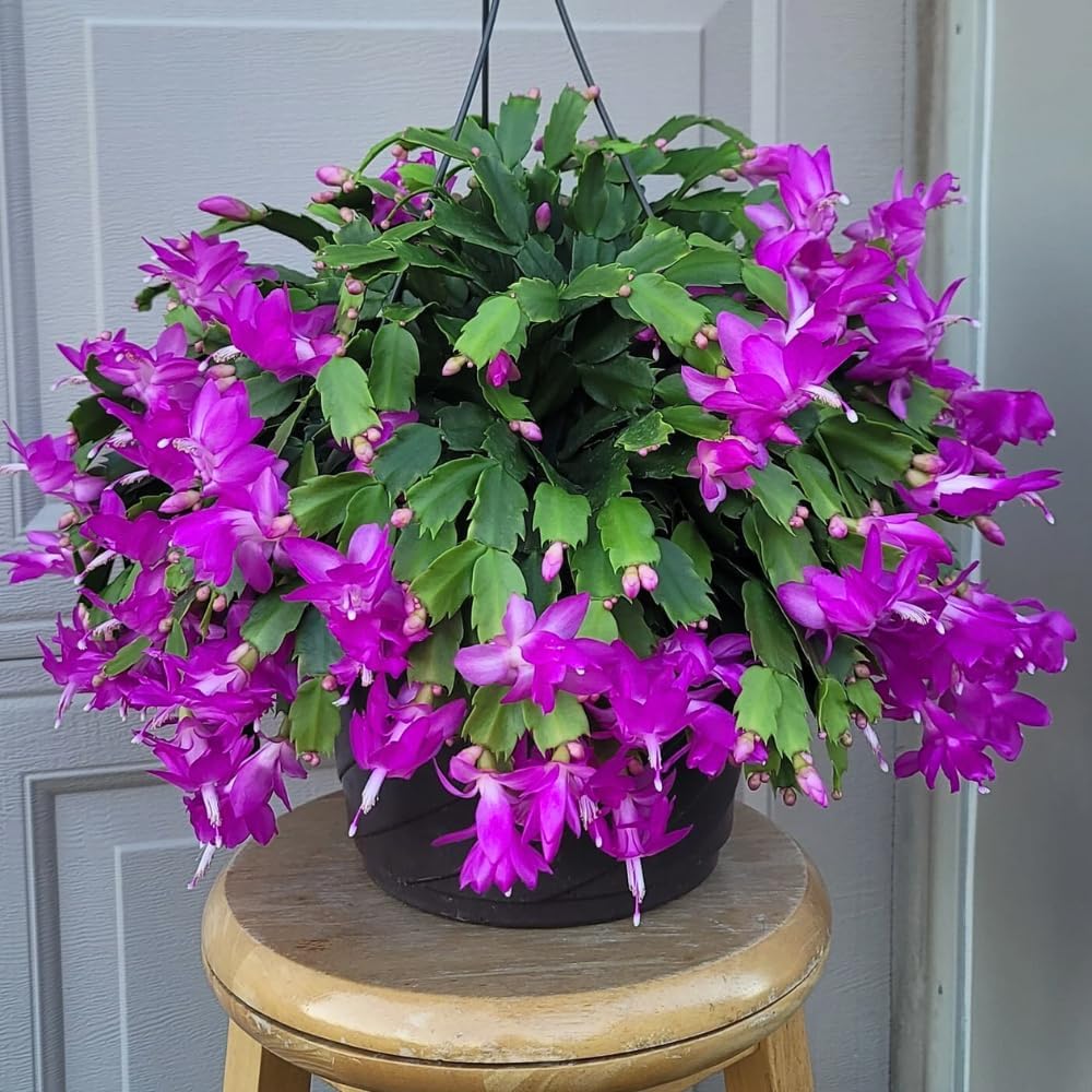 Purple Christmas Cactus Plant, Well Rooted Flowering Cactus Live in 4'' Pot, Indoor Outdoor Planting
