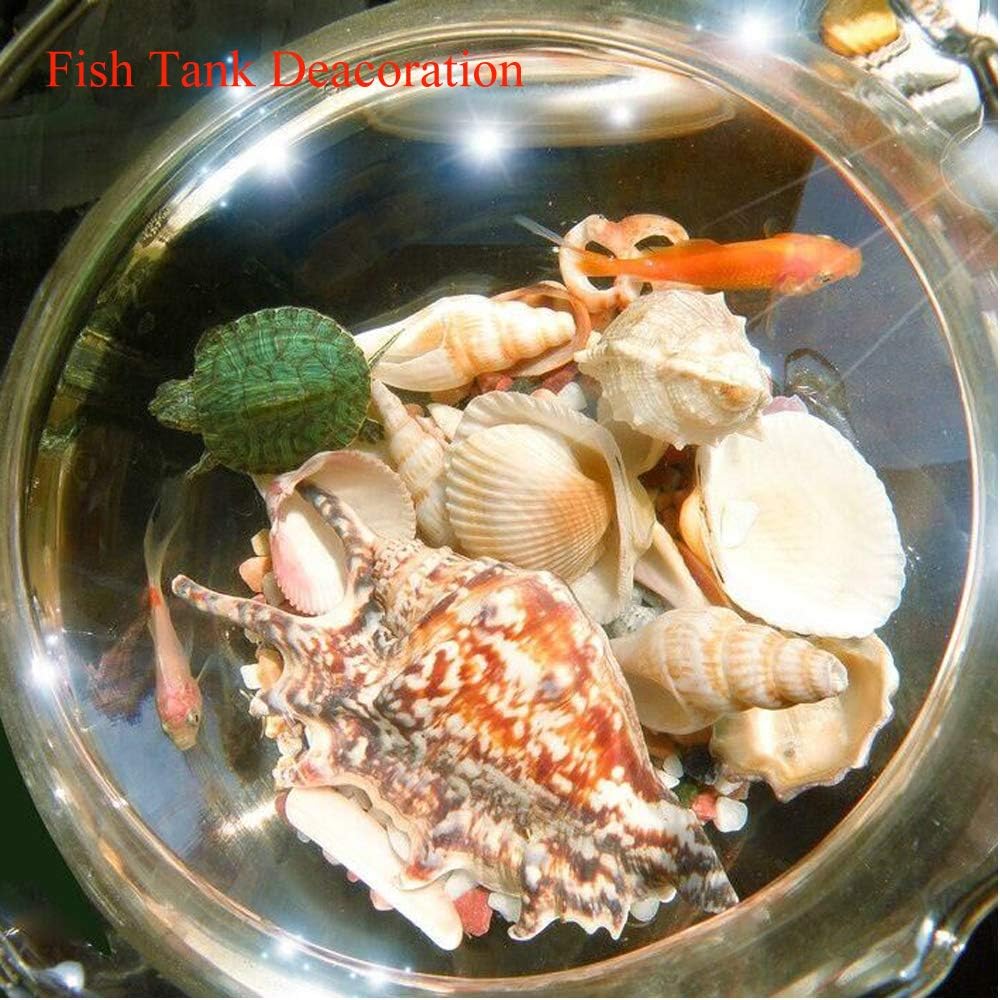 Jangostor 21 PCS Large Sea Shells Mixed Ocean Seashells, Various Sizes Natural Seashells Starfish Conch for Beach Theme Party, Home Decorations, DIY Crafts, Vase Filler Fish Tank Decorations