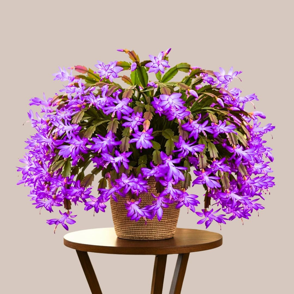 Thanksgiving Cactus Plants Live in 4" Pot, Holiday Christmas Cactus, Colorful Indoor Houseplant, Zygocactus Like, Ready to Bloom (Purple)