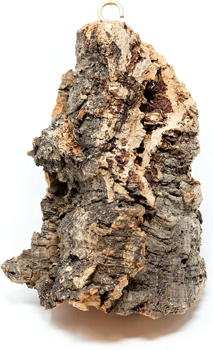 Small Natural Cork Bark DIY Kit with Three Assorted Air Plants, Glue and Hook- Live Tillandsia Succulent House Plant - Wholesale and Bulk- Home and Garden Decor-Easy Care Indoor and Outdoor Plants