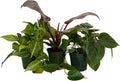 Philodendron Assortment - 3 Pack in 4" Pots