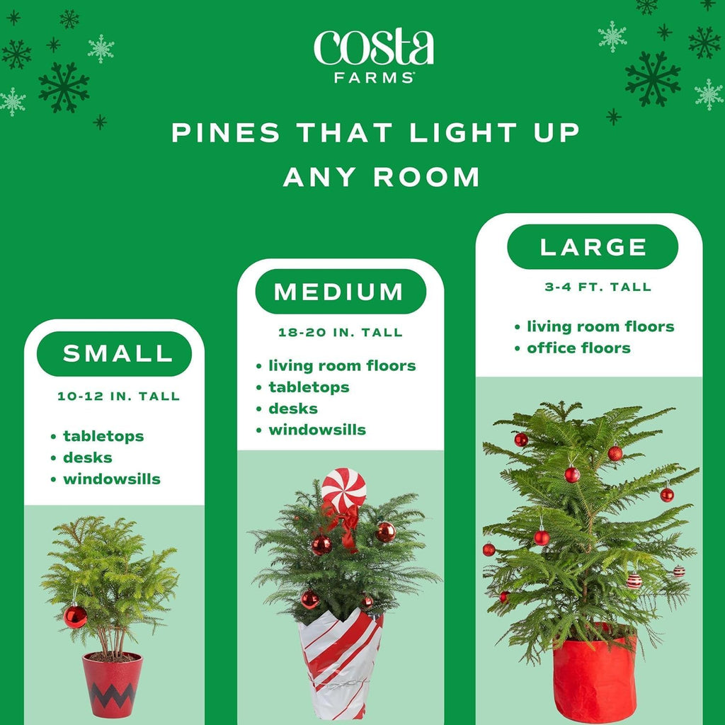 Costa Farms Live Christmas Tree, Small Norfolk Island Pine Plant in Holiday Decorative Plant Pot, Includes Ornament, Indoor Houseplant, Home, Room, or Seasonal Decor, Gift, 10-14 Inches Tall