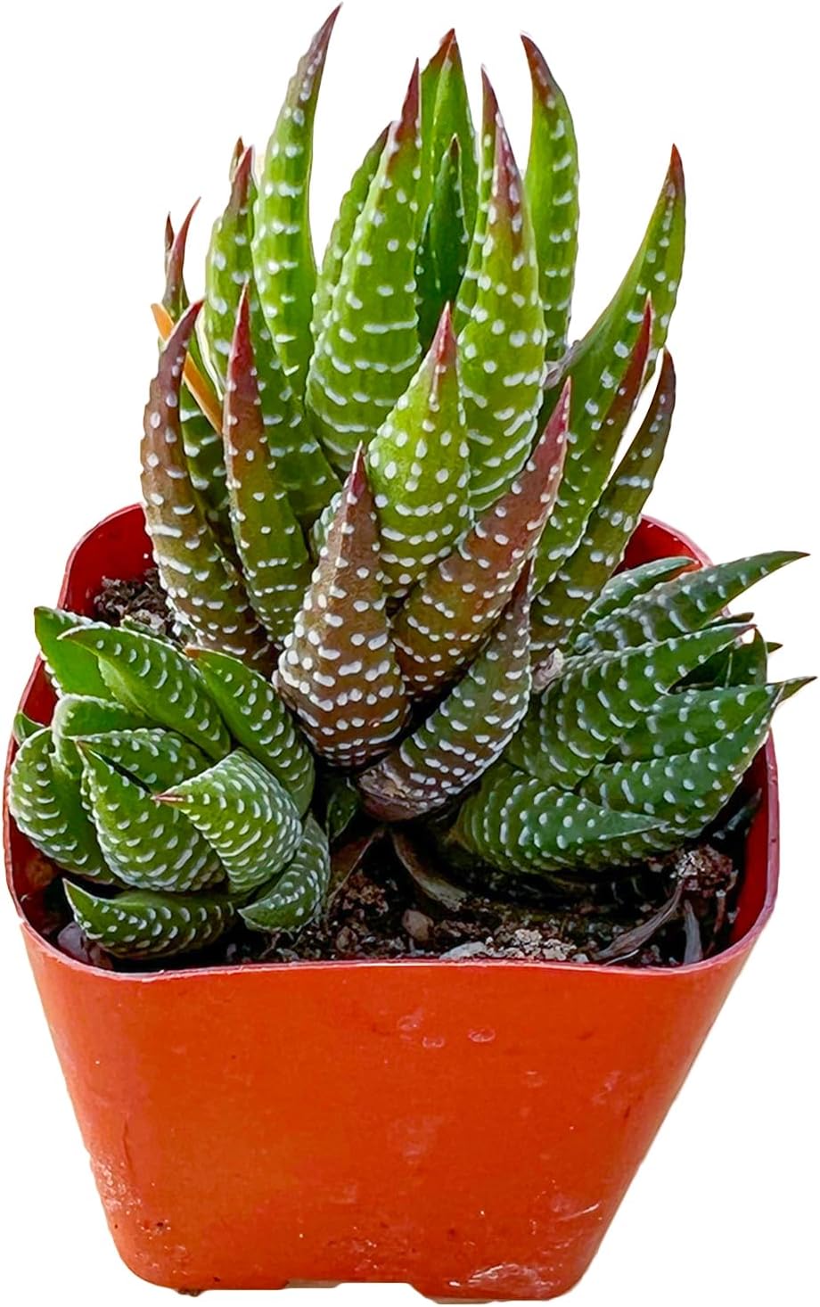 Sprout N Green Haworthia Collection, 3 Live Succulent Plant Fully Rooted in 2inch Starter Pot, Home Office Indoor Outdoor Wedding Decoration DIY Projects Party Favor