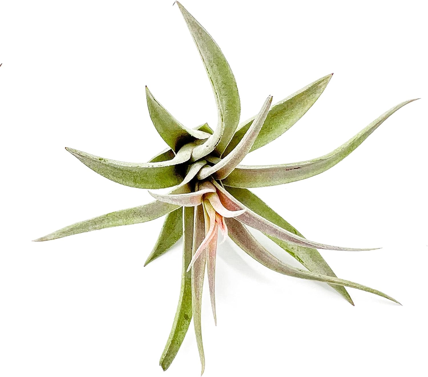 ragnaroc Air Plants - Flowering Tillandsia Harrisii, Large 3-5" - 1ct - Live Arrival Guaranteed - House Plants for Home Decor & Gift