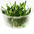 (Cryptocoryne Wendtii Green Gecko) Cryptocoryne Assorted Tissue Culture Cup Freshwater Live Aquarium Plants Decoration BUY2GET1FREE