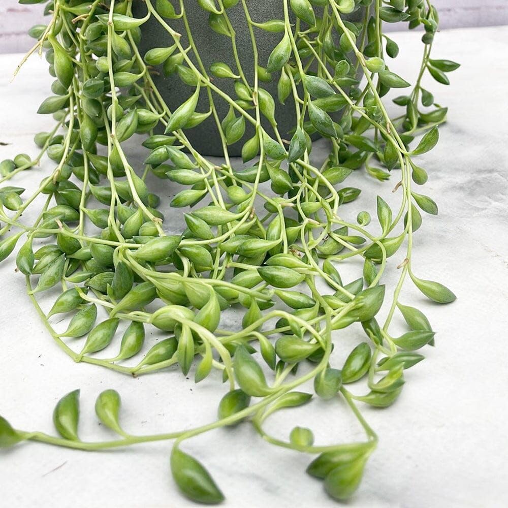 String of Pearls Plant Live 4 Inch Pot, Rare Succulents Plants in Hanging Baskets, Trailing Succulent Houseplant for Home Office (String of Banana)