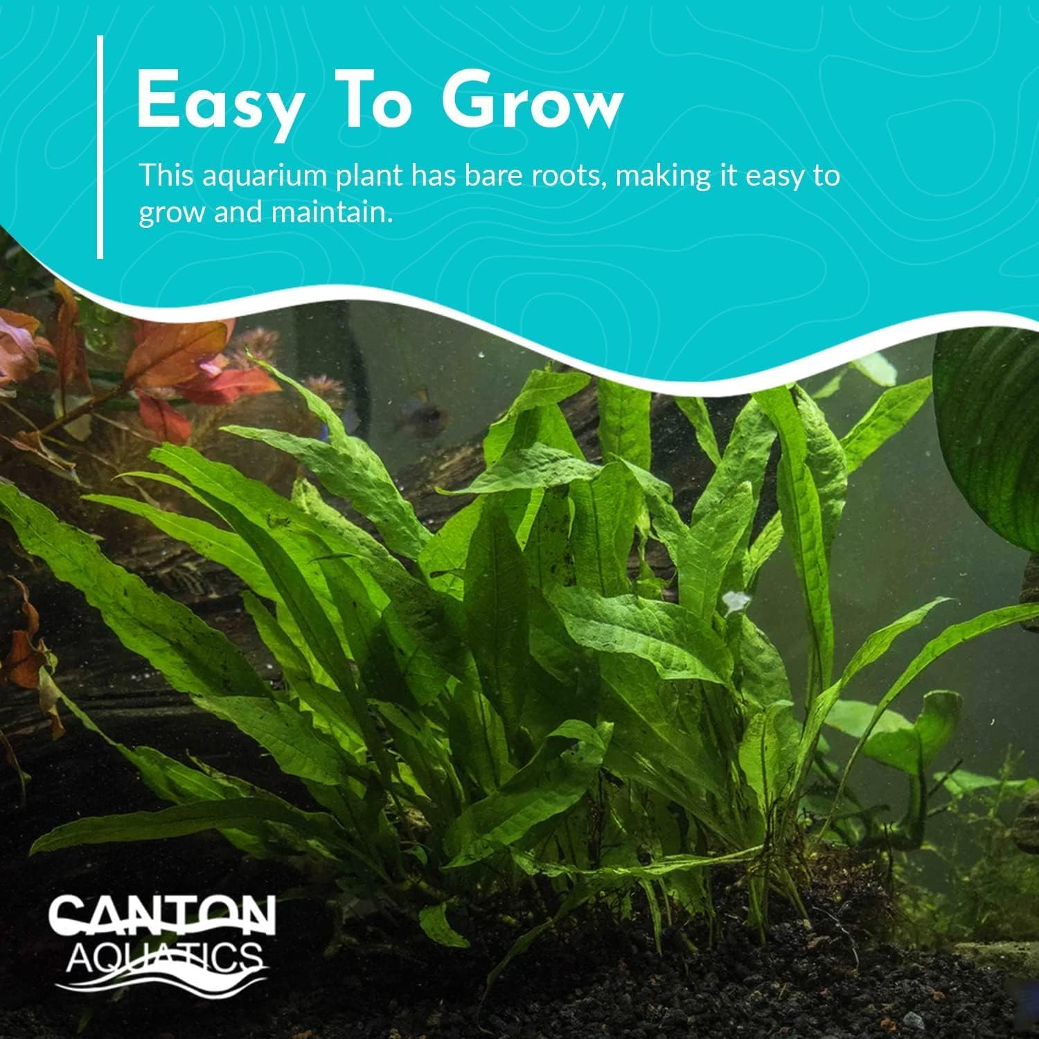 Java Fern Bare Root - Great for Modern Aquariums - Provides Shelter to Baby Fish - Fast Growth, Long Lasting & Easy to Care Aquatic Plants - Medium