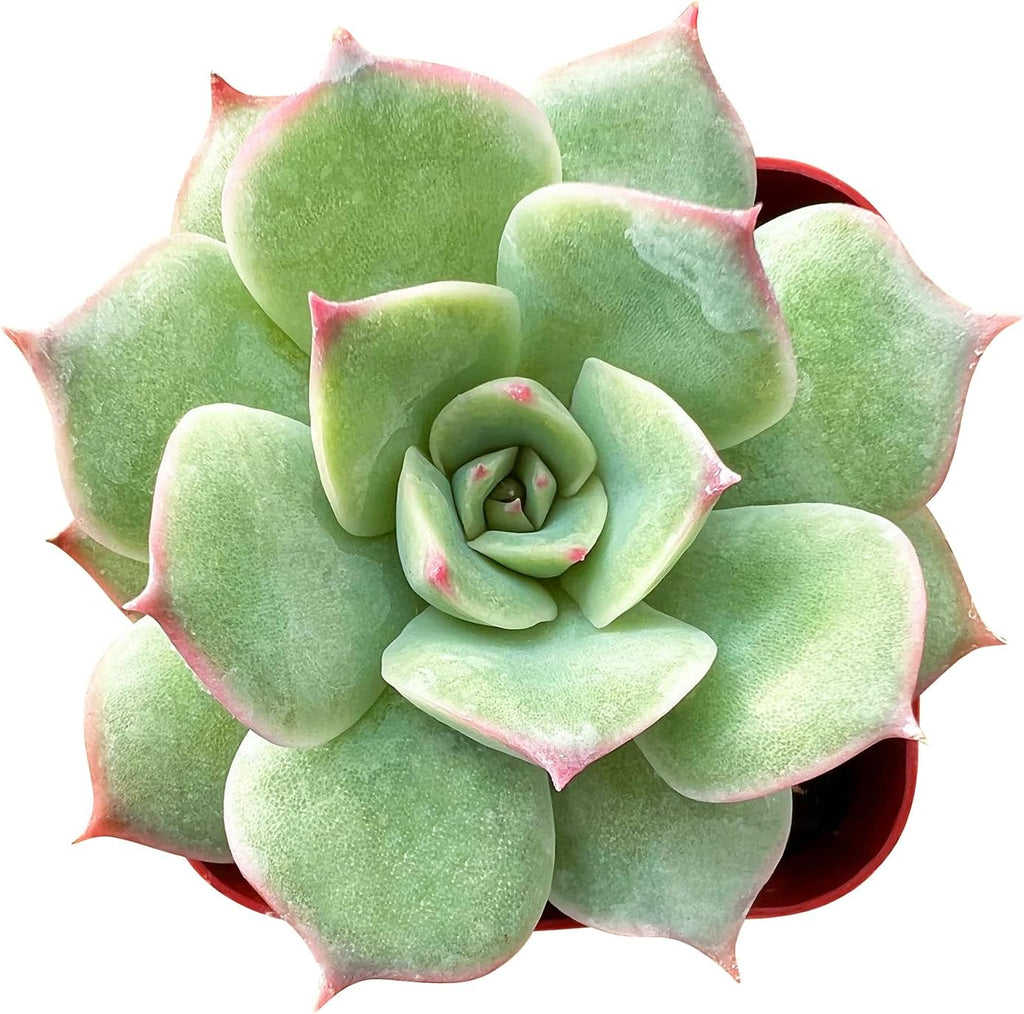 Sprout N Green Echeveria 'Pink Tips', 1 Live Mini Succulent Plant Fully Rooted in 2 inch Starter Pot, Real House for Indoor Outdoor Home Office Wedding Decoration Party Favor