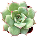 Sprout N Green Echeveria 'Pink Tips', 1 Live Mini Succulent Plant Fully Rooted in 2 inch Starter Pot, Real House for Indoor Outdoor Home Office Wedding Decoration Party Favor