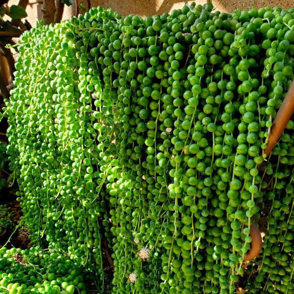 String of Pearls Plant Live, String of Pearls Succulent Plant, Trailing Succulent Houseplant for Hanging Basket, 2 Inches Pot