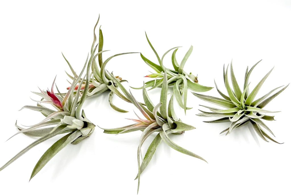 ragnaroc Air Plants - Flowering Tillandsia Harrisii, Large 3-5" - 5ct - Live Arrival Guaranteed - House Plants for Home Decor & Gift