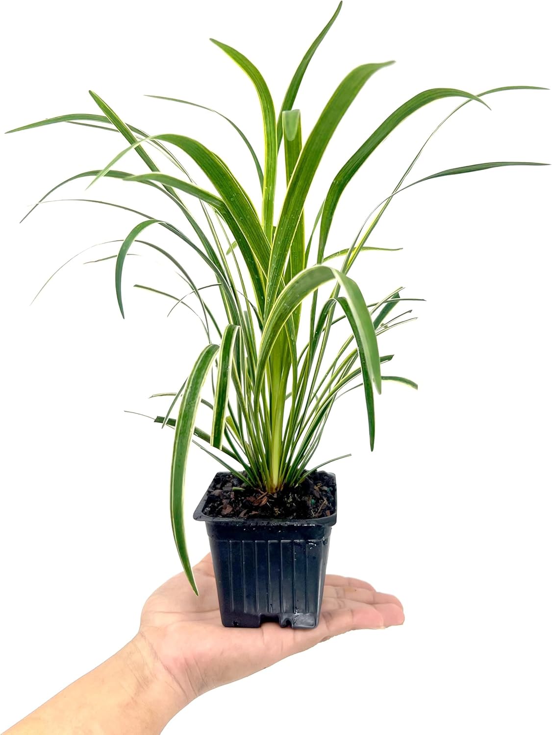Variegated Liriope | 9 Live 4 Inch Pots | Liriope Muscari Variegata | Ornamental Ground Cover Plants | Evergreen Foliage